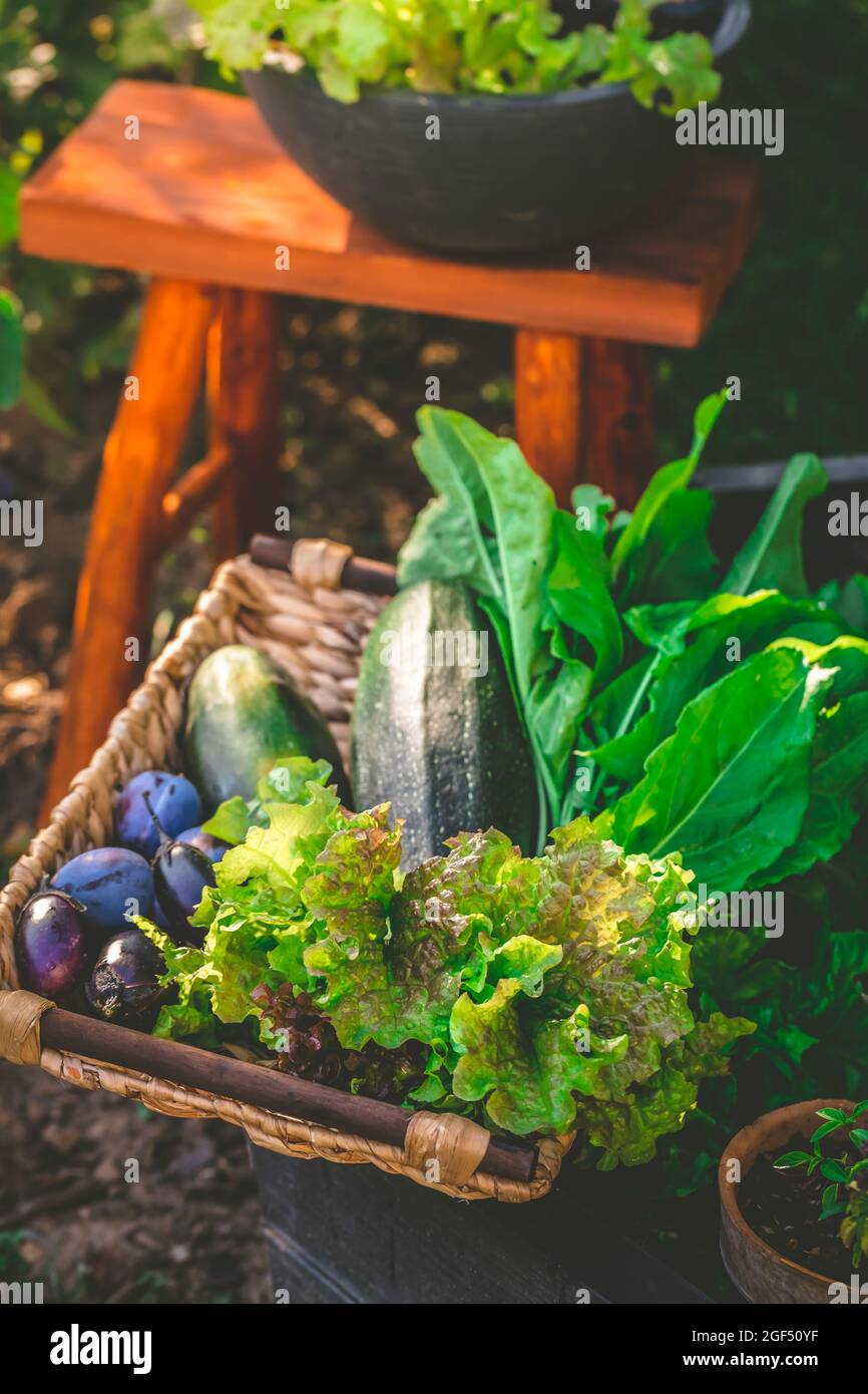 Giardinaggio urbano - raccogliendo le verdure dal letto sollevato e dalle piante del pottet Foto Stock