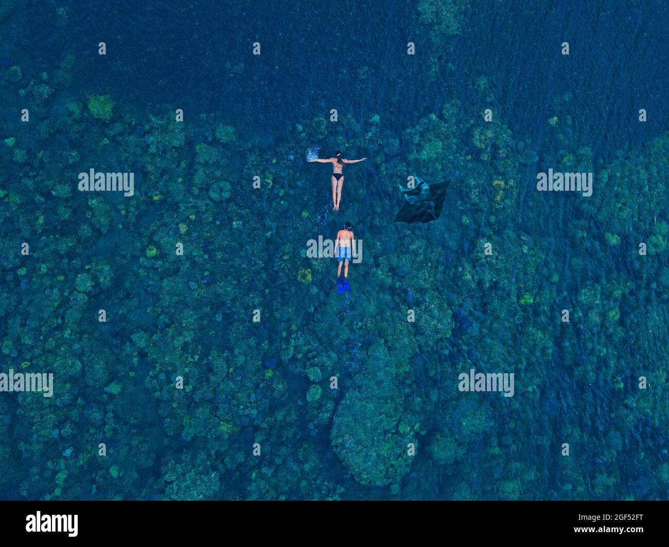 Vista aerea di due persone che nuotano vicino a Manta ray nelle acque blu dell'Oceano Pacifico Foto Stock