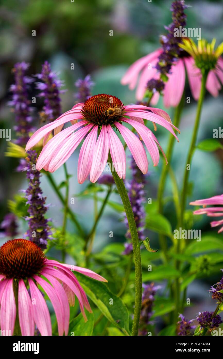 Ape che alimenta sul coneflower fiorente Foto Stock
