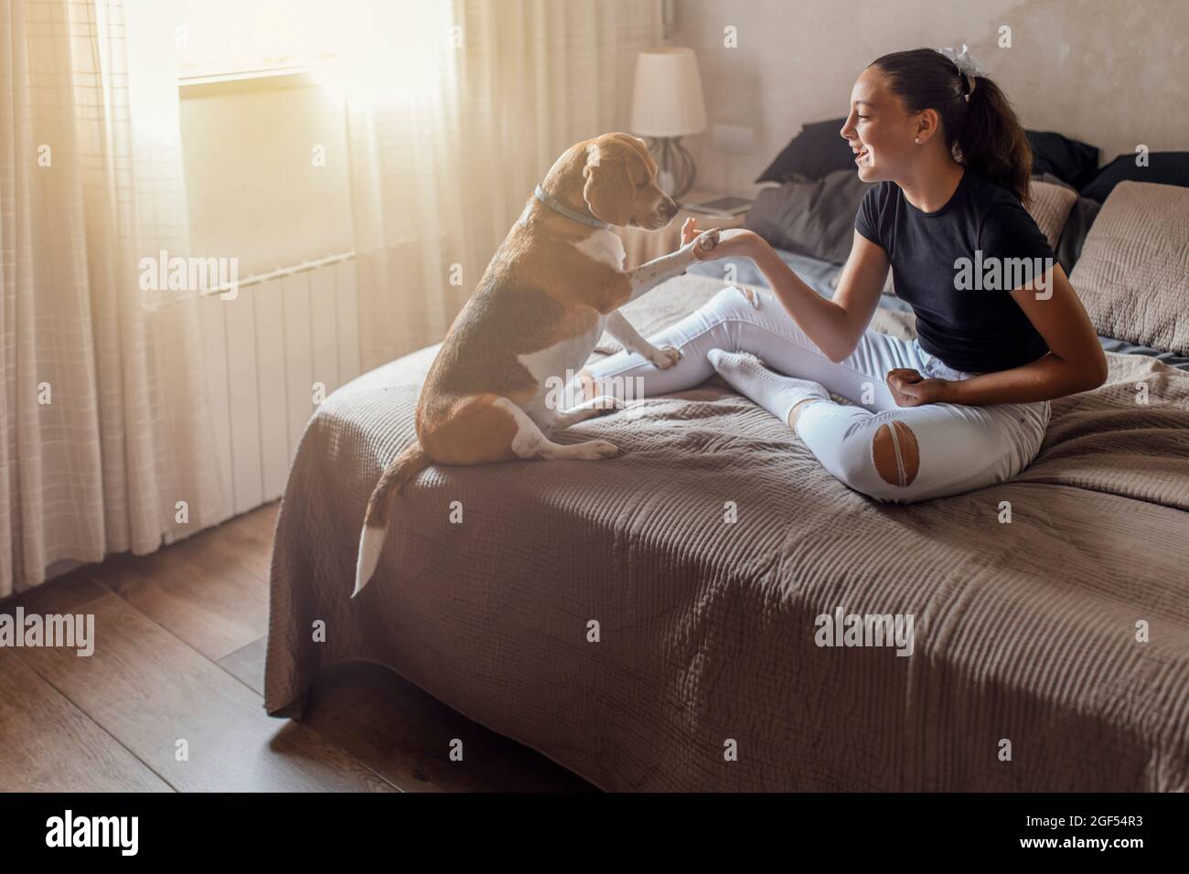 Ragazza felice che fa la stretta di mano con Beagle in camera da letto Foto Stock