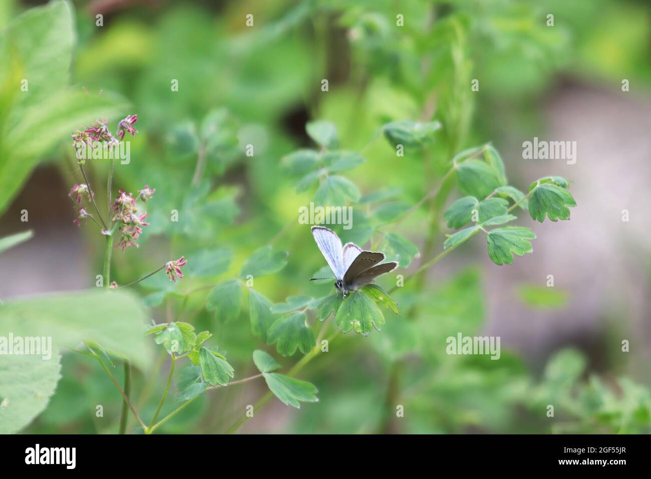 Una farfalla argentea di Gossamer blu seduta su piante Foto Stock