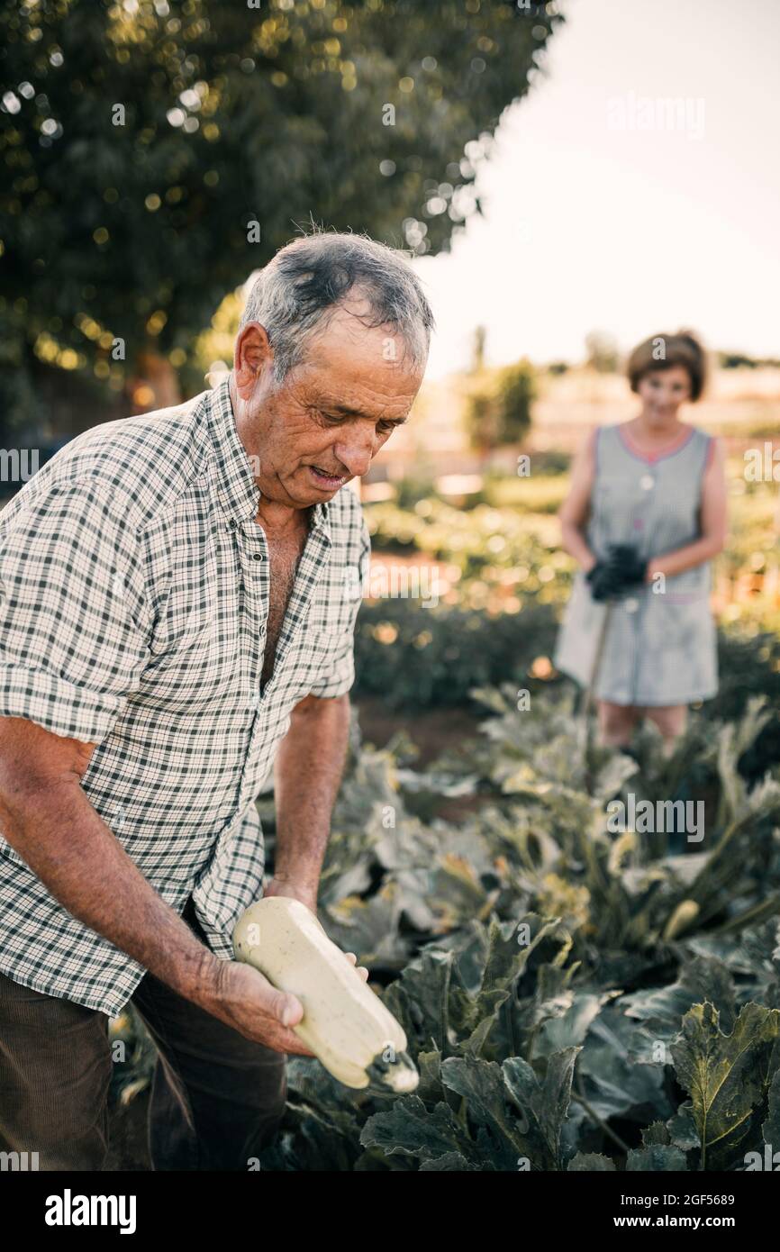 Agricoltore maschio che esamina la verdura da squash al campo Foto Stock