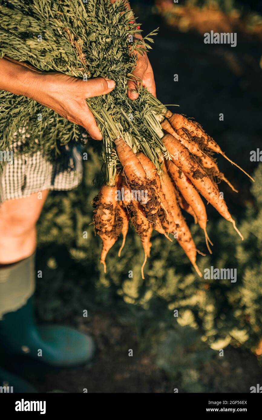 Lavoratrice agricola femminile che tiene mazzo di carote in campo vegetale Foto Stock