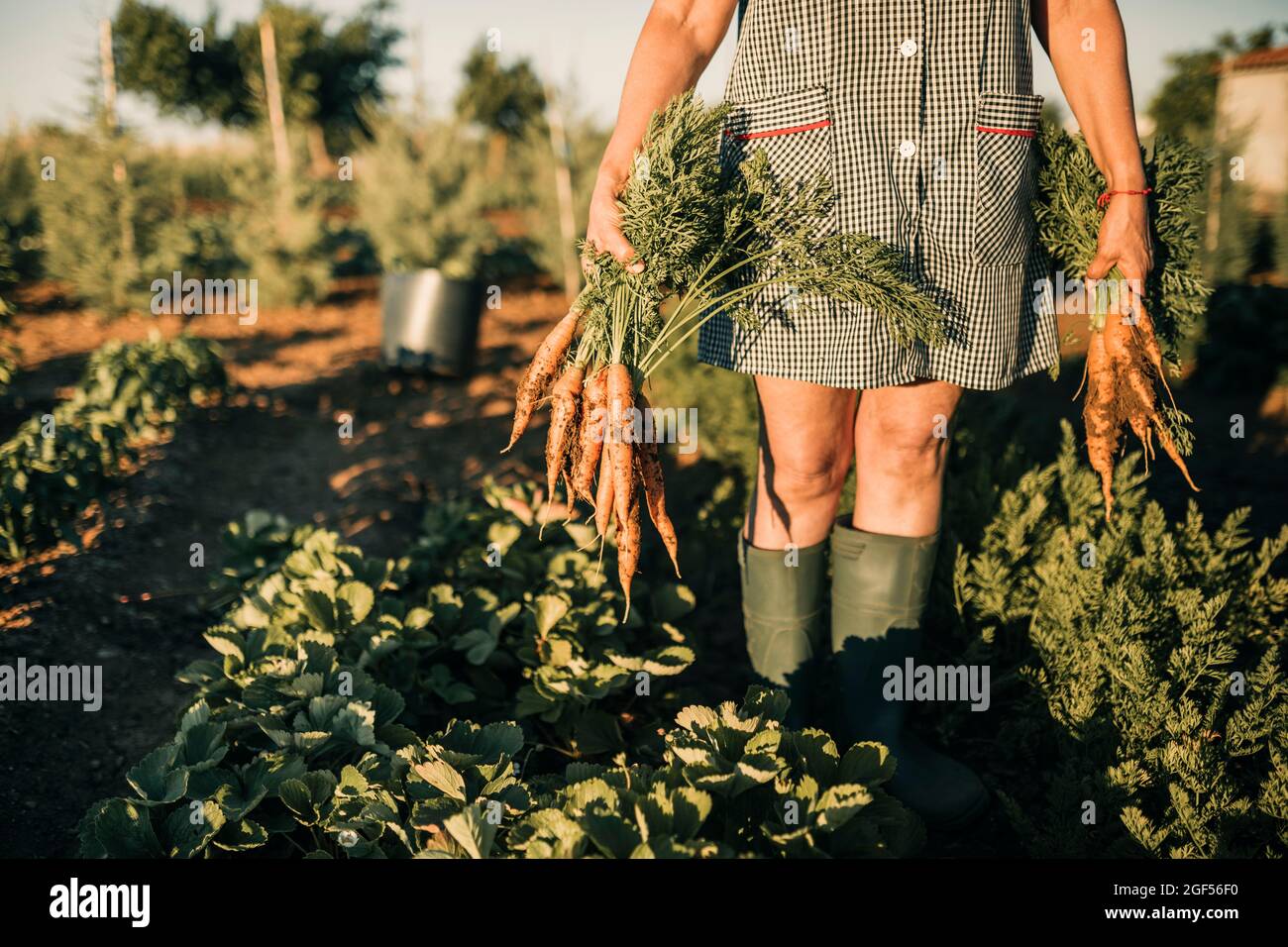 Lavoratrice agricola femminile che raccoglie carote a piantagione Foto Stock