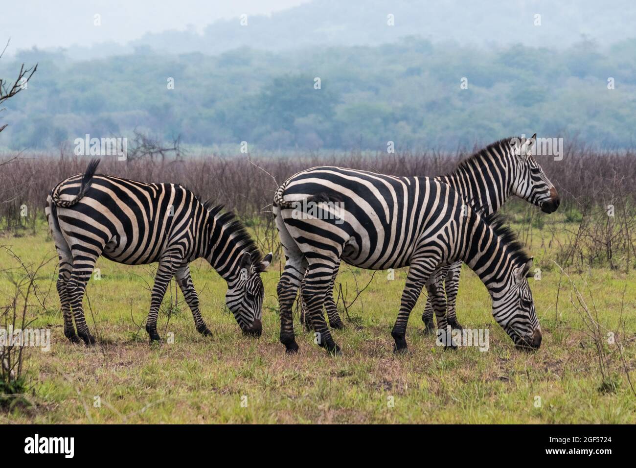 Un primo piano di zebra in erba sulle pianure dell'Africa in un safari in Ruanda Foto Stock Un primo piano di zebra in erba sulle pianure dell'Africa in un safari in Ruanda Foto Stock