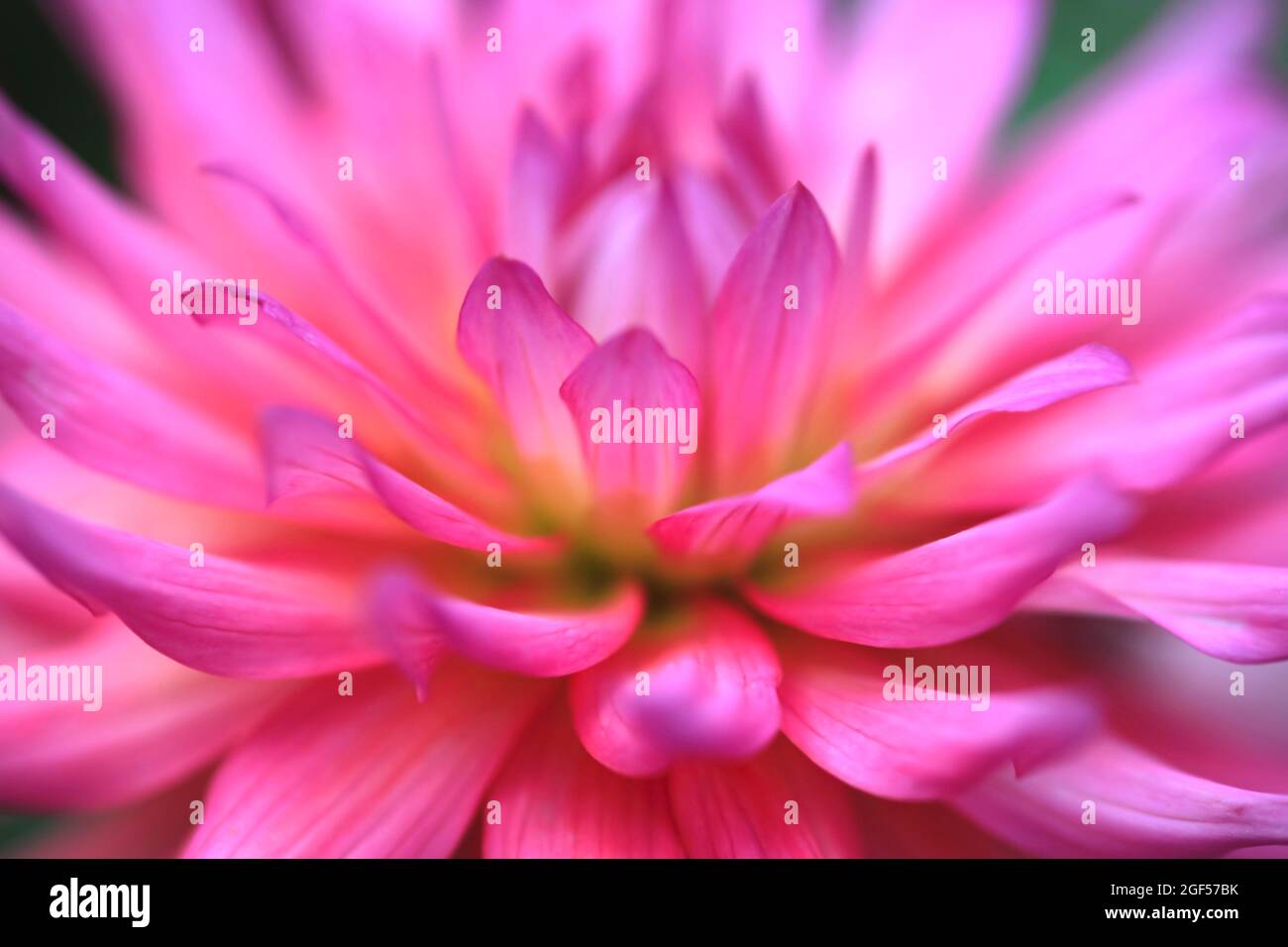 Testa di fiore di dahlia in fiore rosa vibrante Foto Stock