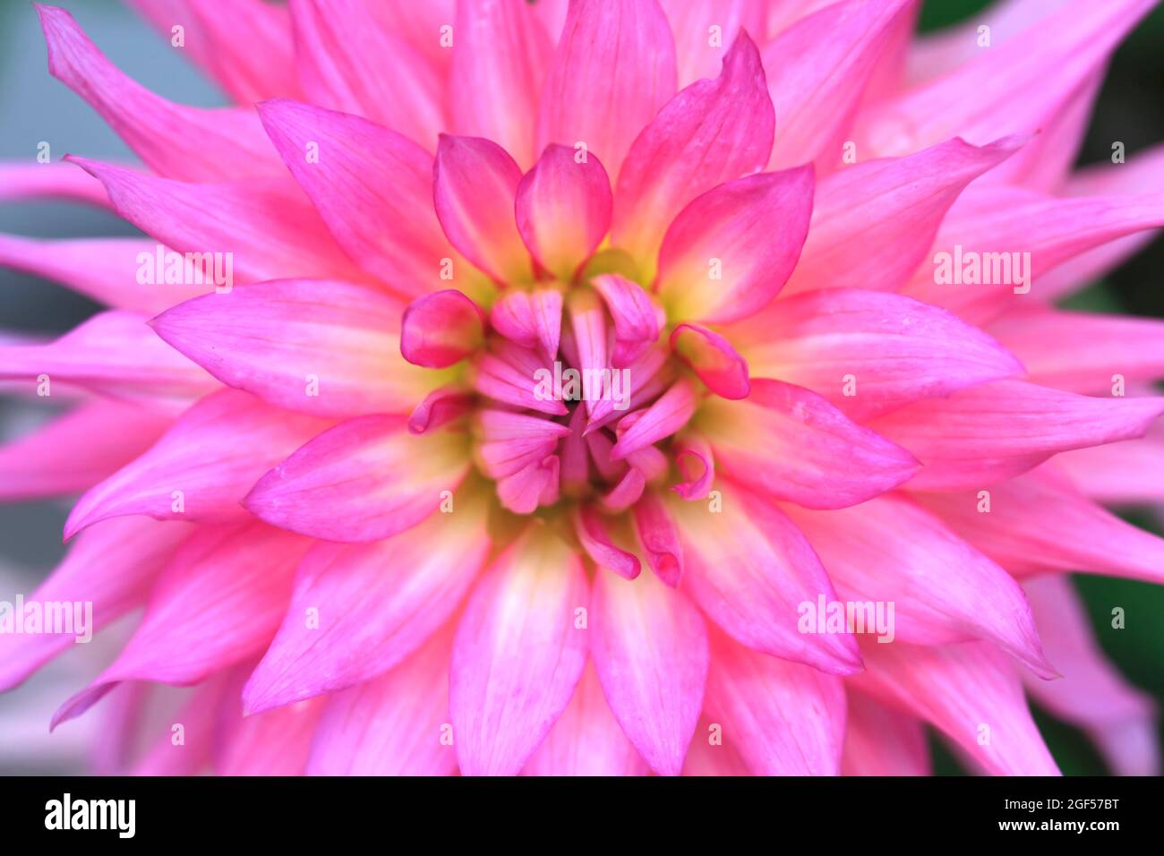 Testa di fiore di dahlia in fiore rosa vibrante Foto Stock