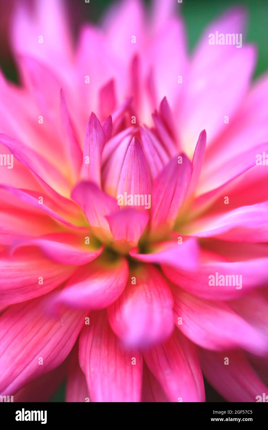 Testa di fiore di dahlia in fiore rosa vibrante Foto Stock