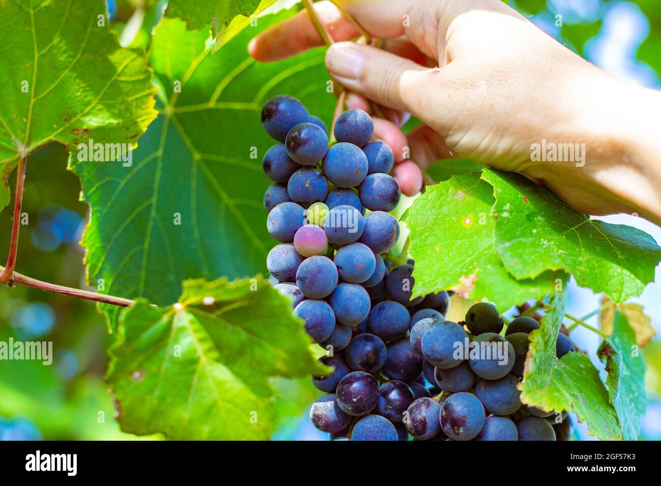 Una donna tiene in mano un grappolo di uva nera matura Isabella in giardino. Raccolta di deliziosi frutti di bosco per la produzione del vino. Foto Stock