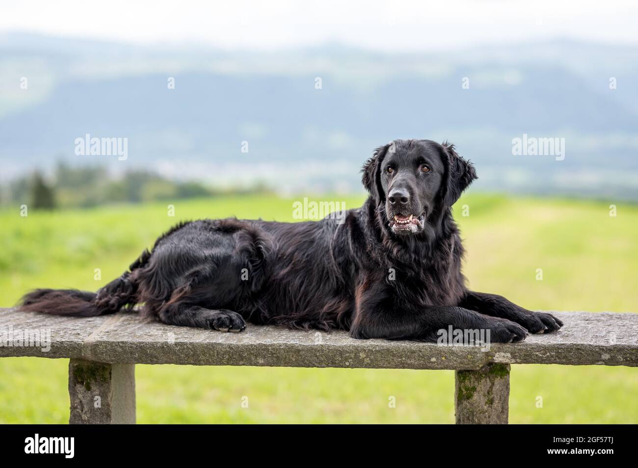 bel cane riprovino nero piatto rivestito su una panca Foto Stock