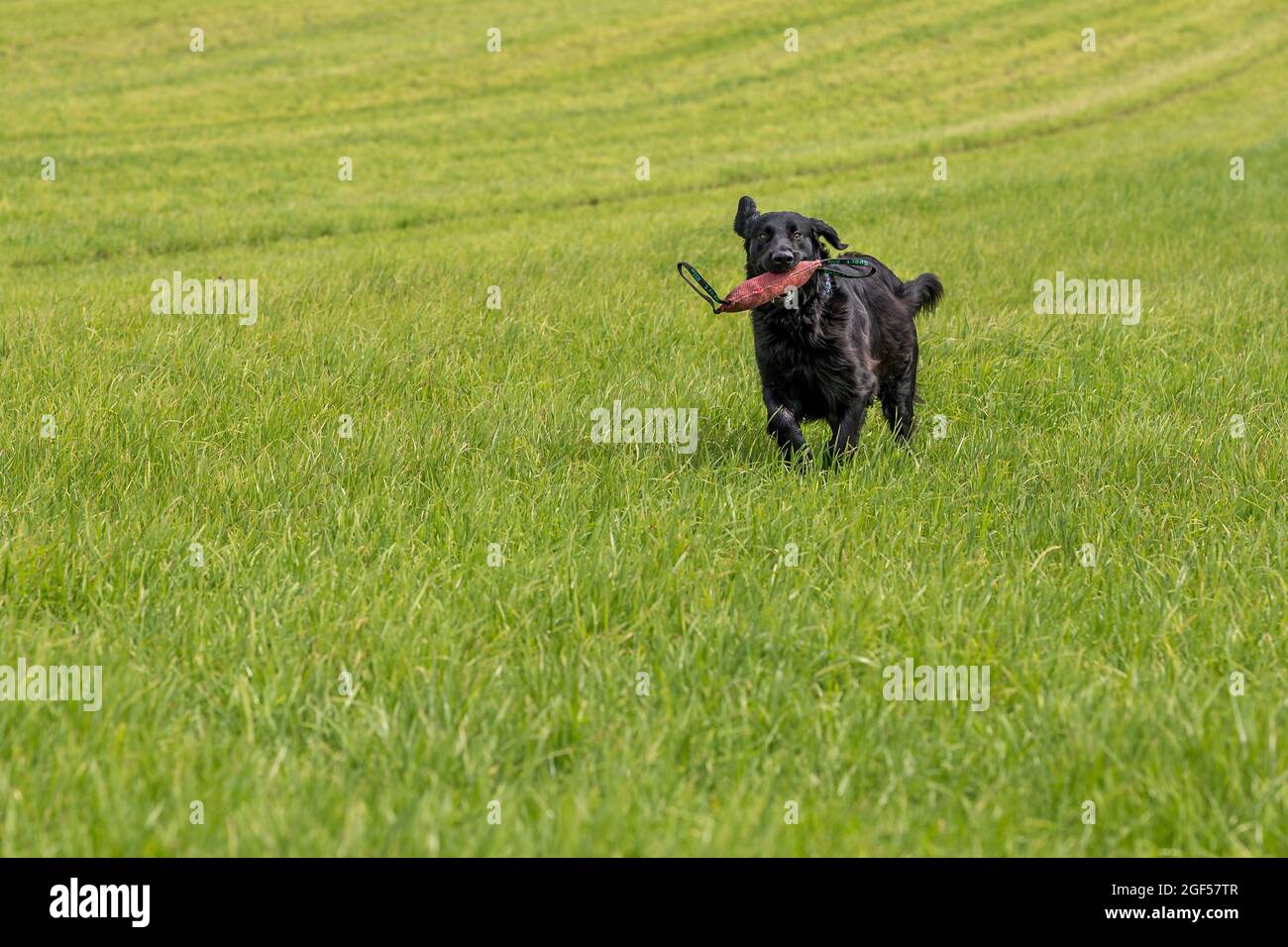 flatcoated retriever cane che scorre attraverso l'erba alta con un giocattolo in bocca Foto Stock