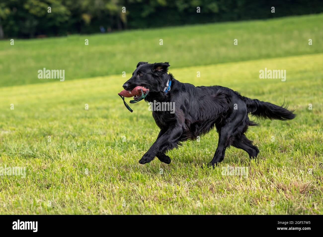 flatcoated retriever cane che scorre attraverso l'erba alta con un giocattolo in bocca Foto Stock