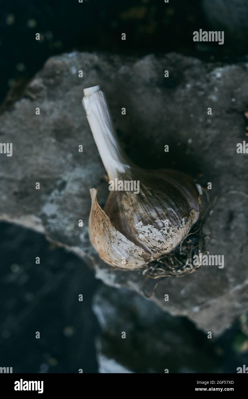 Foto in testa di una testa di aglio su uno sfondo di pietra intemperie. Foto Stock