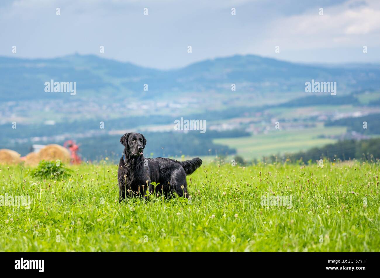 bellissimo cane retropivante nero flatcoated in erba alta in estate Foto Stock