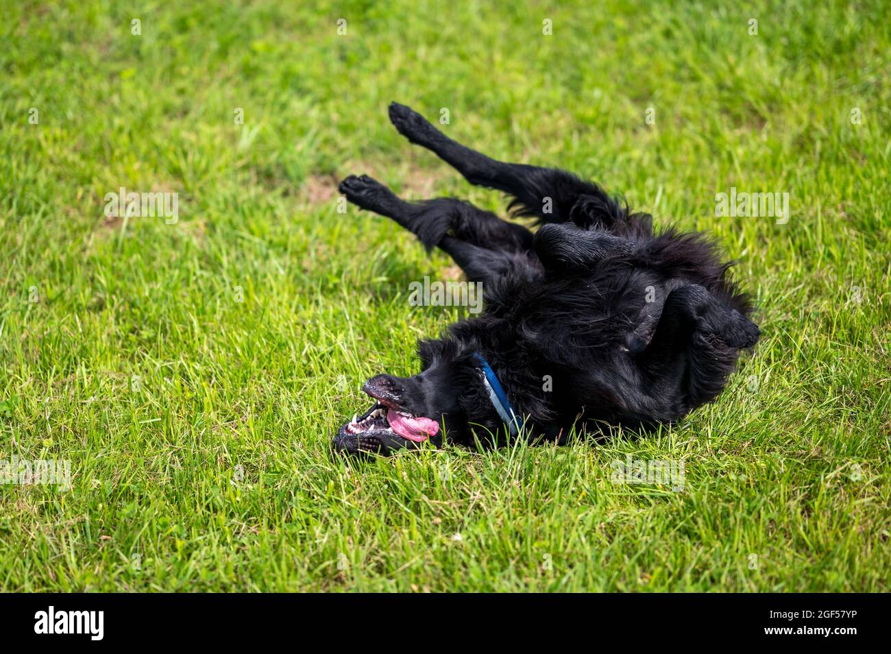 giocoso nero flatcoated retriever cane in erba alta in estate Foto Stock