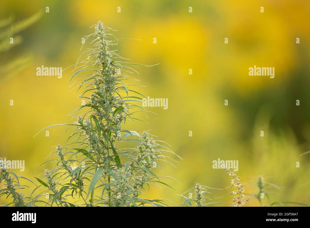 Cannabis medica, pianta, giovani sparare su uno sfondo giallo. Foto Stock