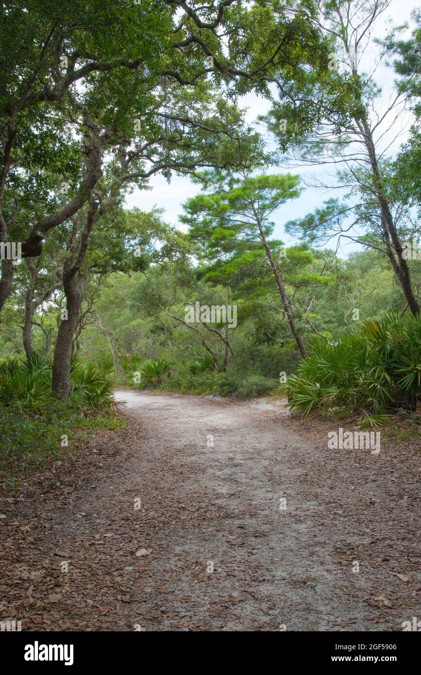 Un sentiero natura di sabbia sterrata che attraversa la giungla della Florida o i boschi nel Camp Helen state Park, Florida, USA Foto Stock