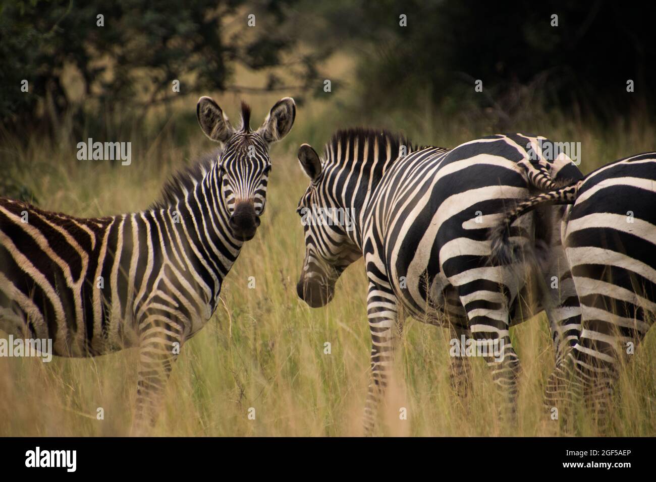 Un primo piano di zebra in erba sulle pianure dell'Africa in un safari in Ruanda Foto Stock