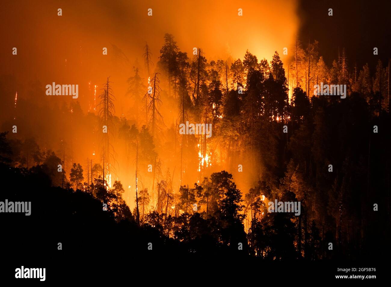 Kern County, California, Stati Uniti. 21 Agosto 2021. Il fuoco francese brucia alla Sequoia National Forest vicino al lago Isabella nella contea di Kern, California. (Credit Image: © Ringo Chiu/ZUMA Press Wire) Foto Stock