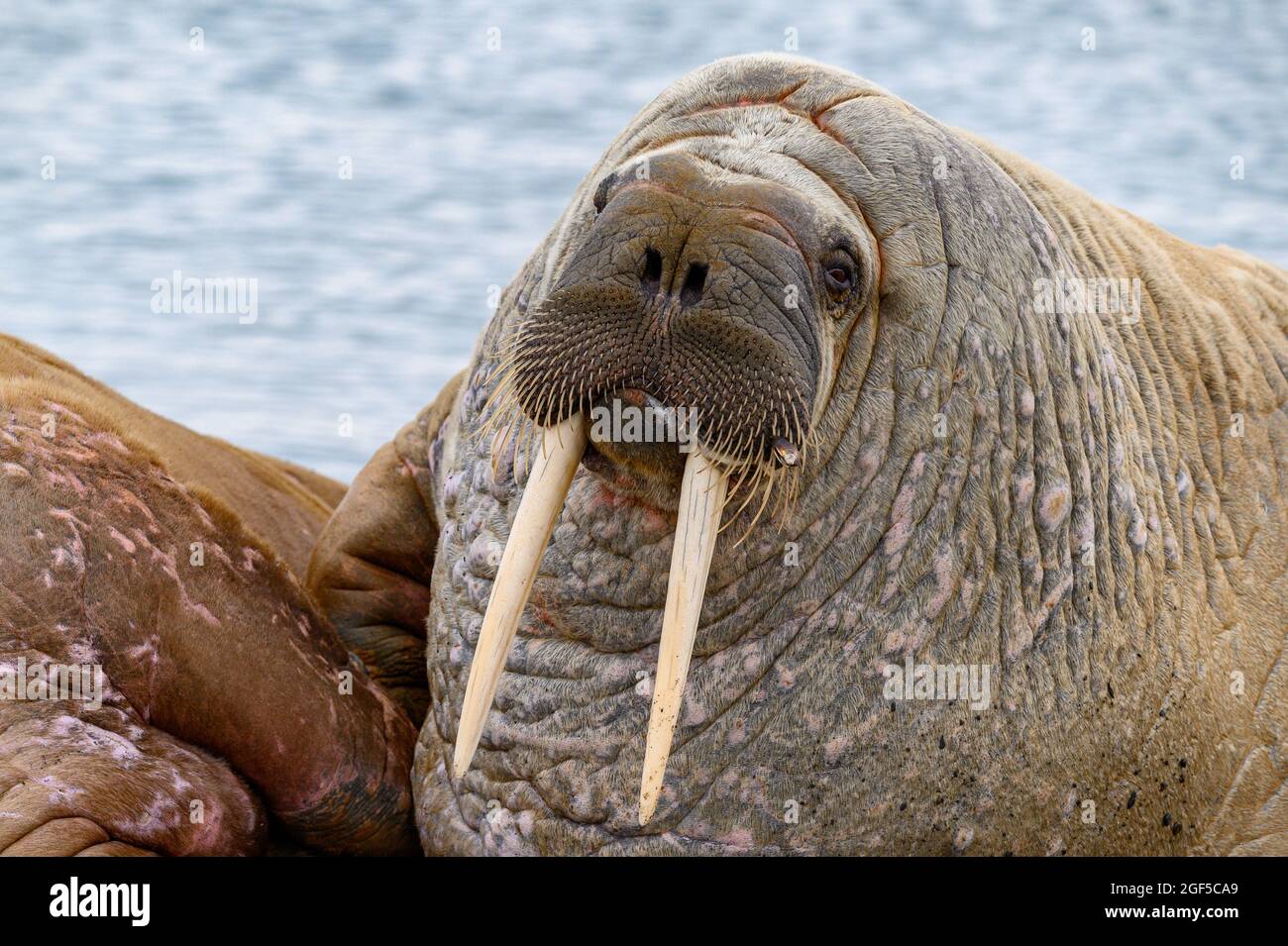 Tricheco, Svalbard, Norvegia Foto Stock