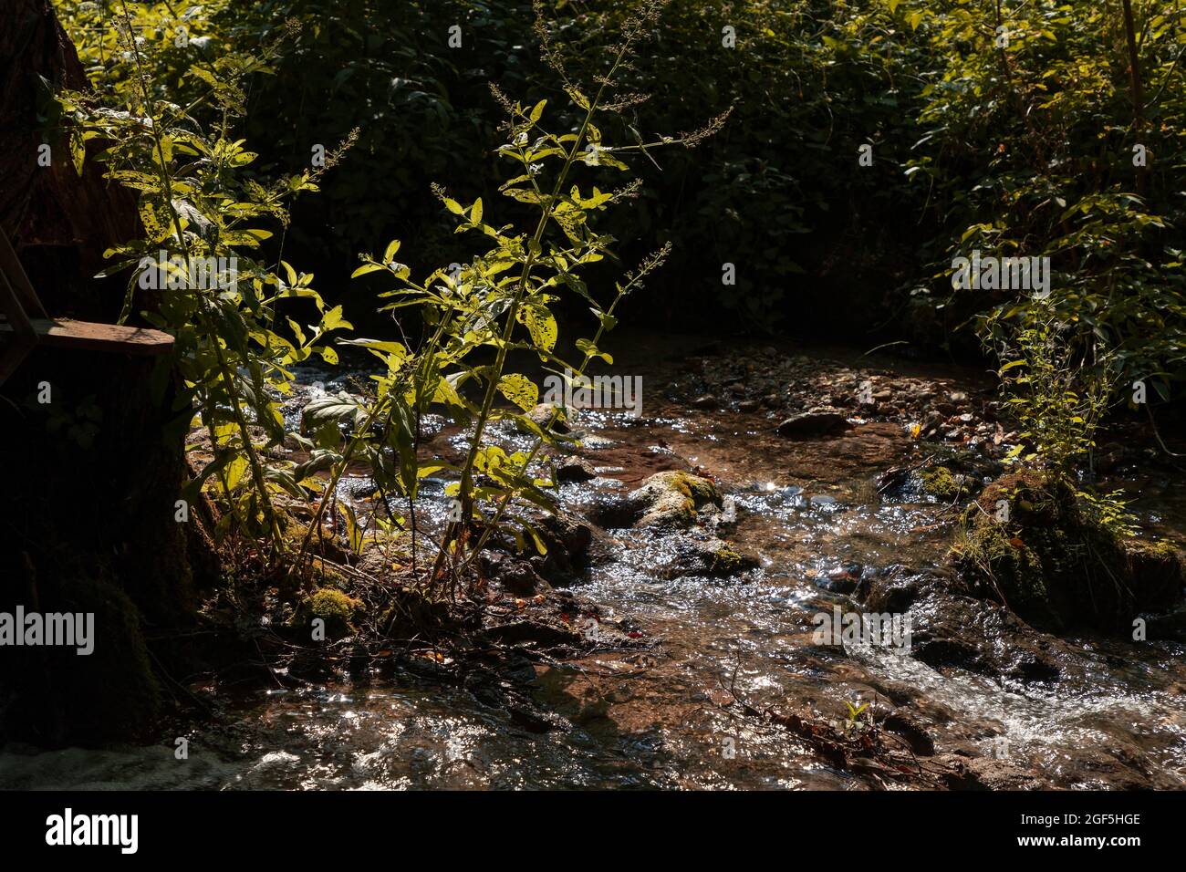 Un torrente di montagna Foto Stock