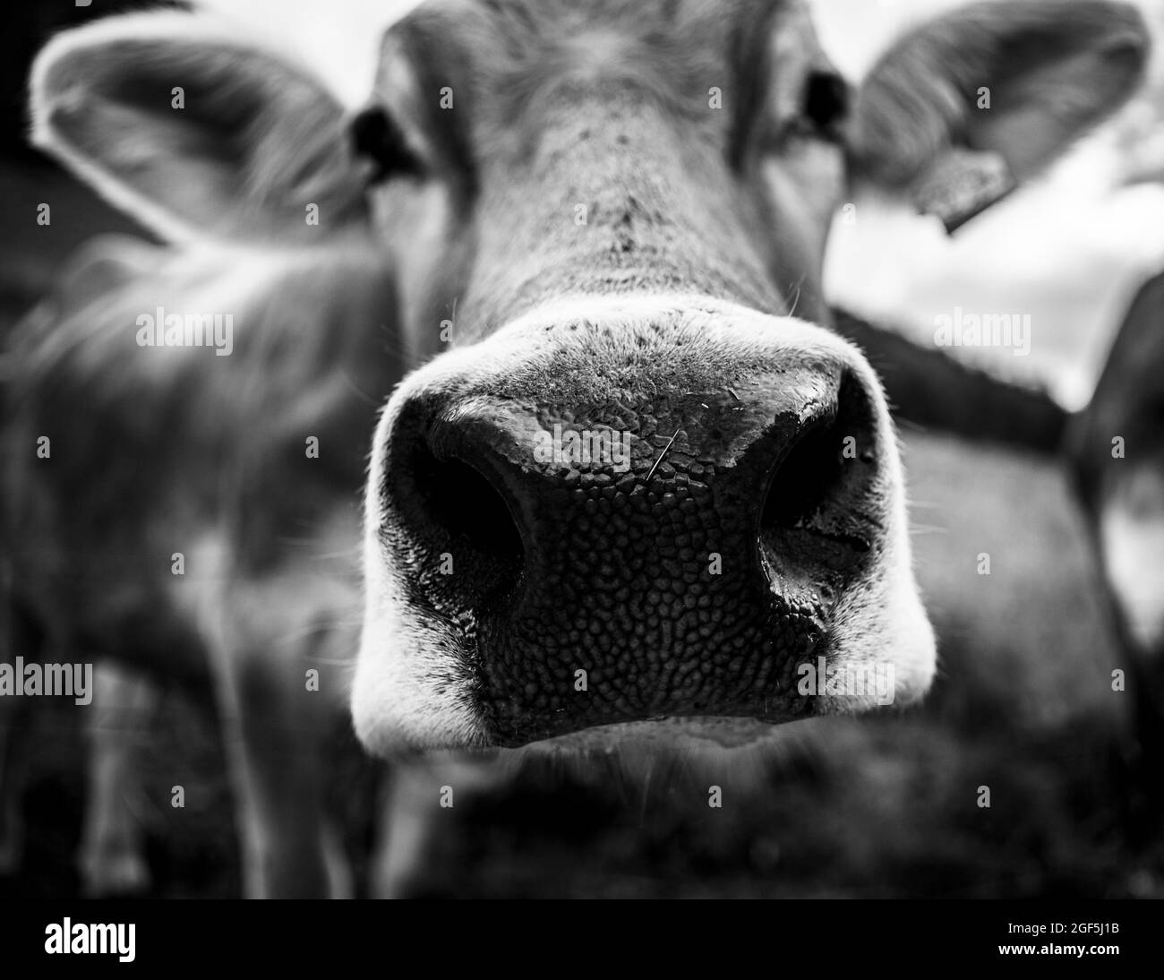 Il naso della mucca è stato preso durante le escursioni sulle dolomiti Foto Stock