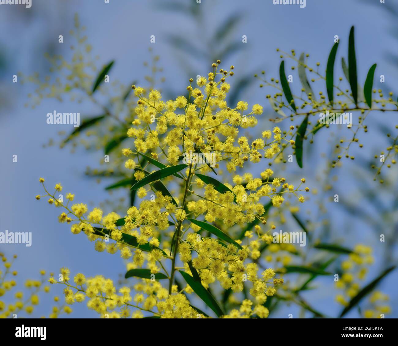 Golden Wattle, Blue Sky Foto Stock