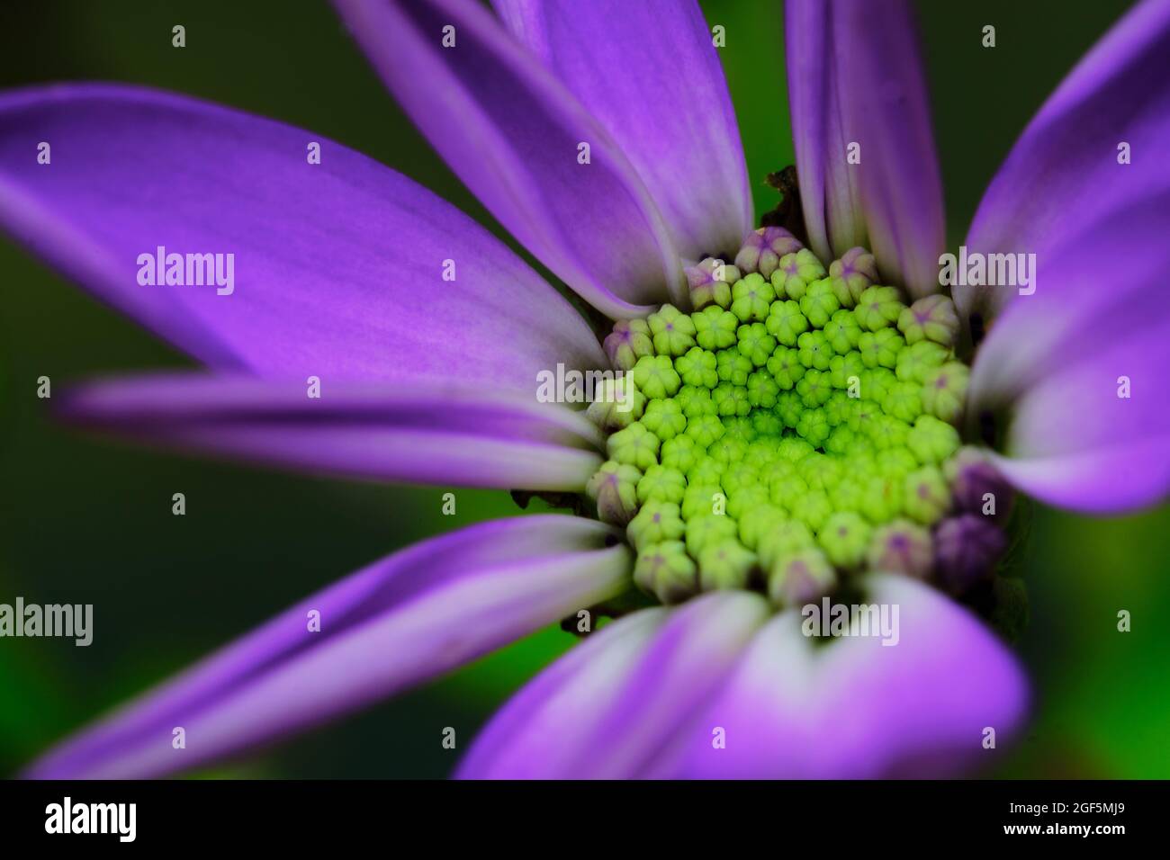 Cineraria Nuova fioritura Foto Stock