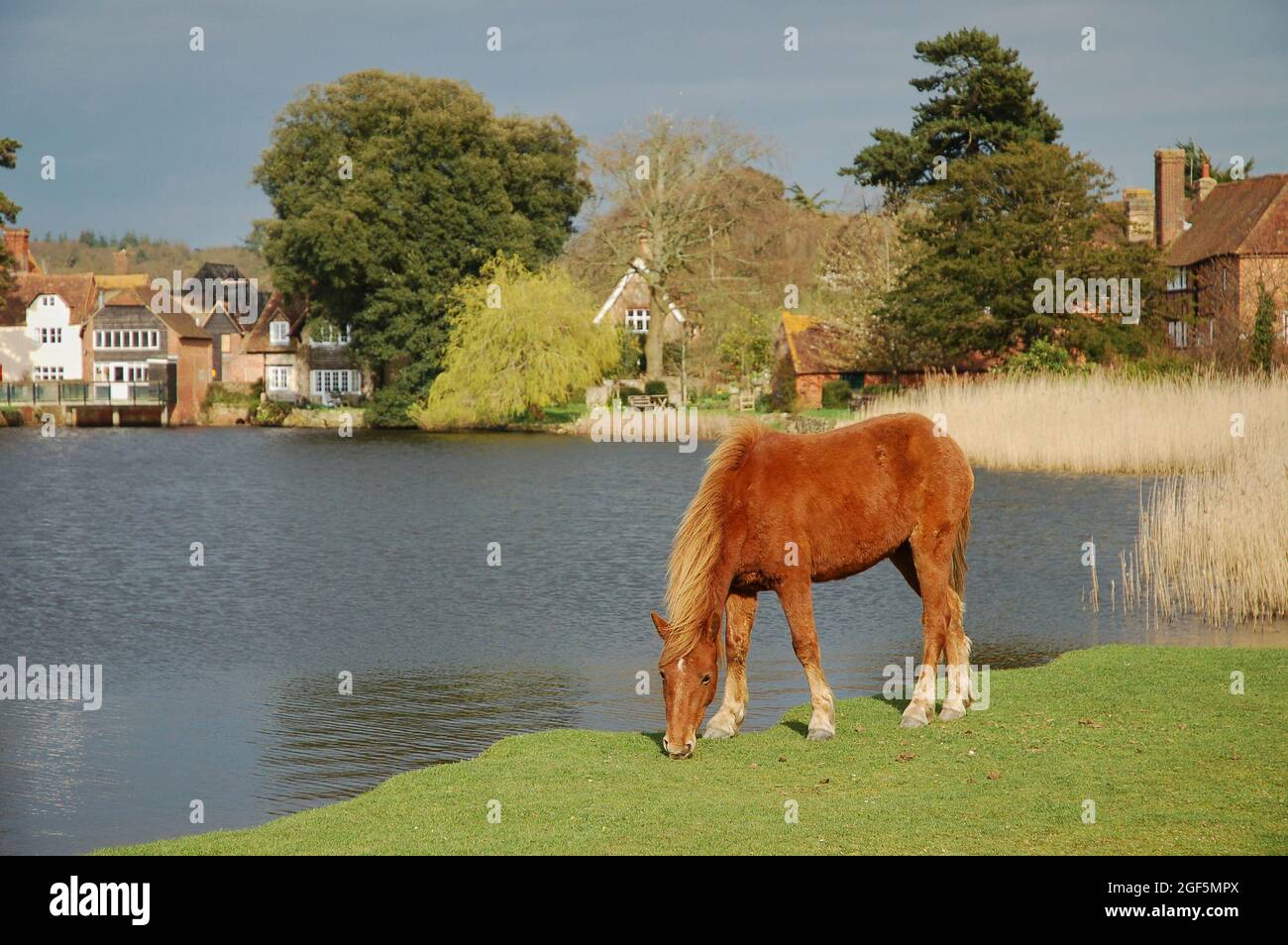 New Forest Pony Foto Stock