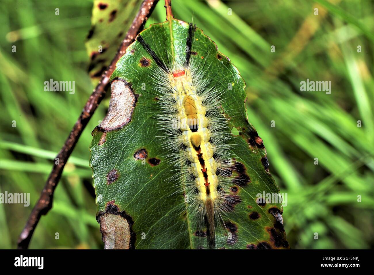 Il tussock caterpillar con marchio bianco. Foto Stock