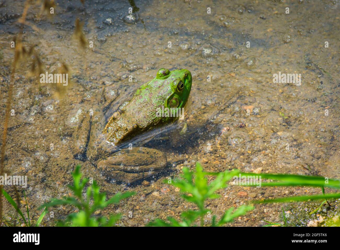 Un maschio americano Bullfrog riposa lungo la costa di un'area umida di East Plum Creek in estate, Castle Rock Colorado USA. Foto scattata a luglio. Foto Stock