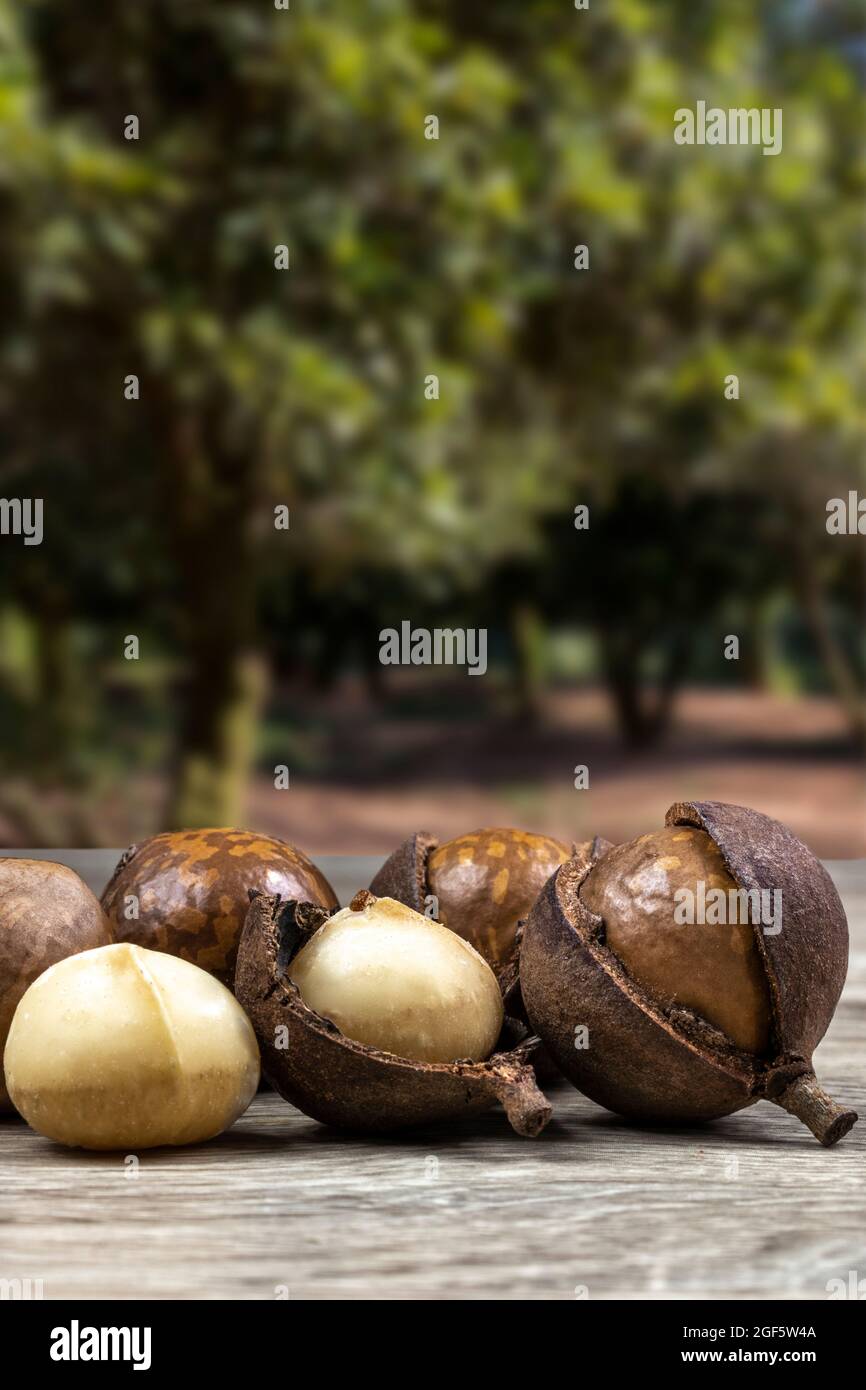 Gruppo di noci di macadamia su un tavolo di legno con un frutteto sullo sfondo, Brasile Foto Stock