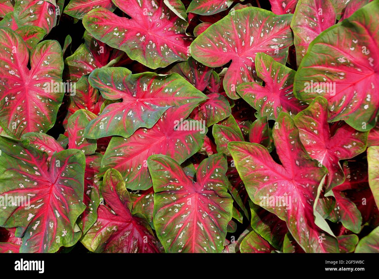 Belle foglie rosse e verdi di Rose Bud Caladium Foto Stock