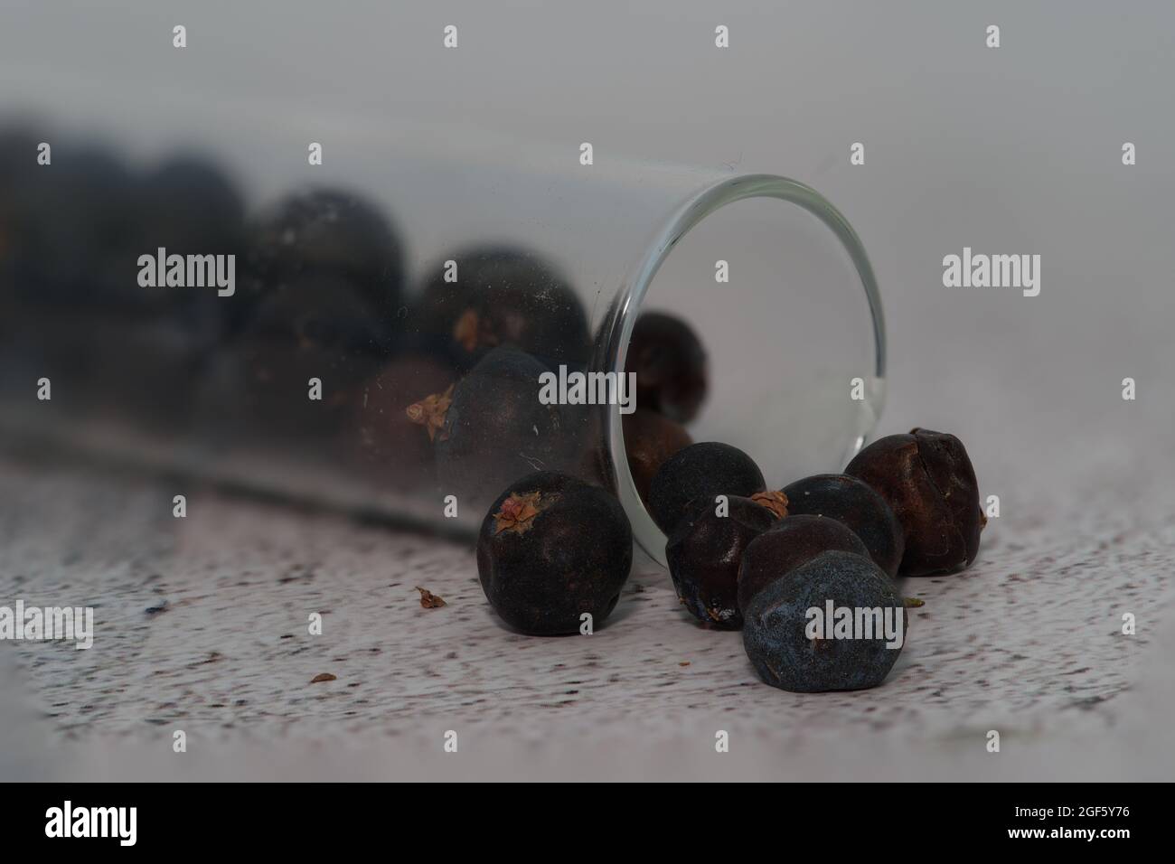 Macroscopio di bacche di ginepro in provetta Foto Stock