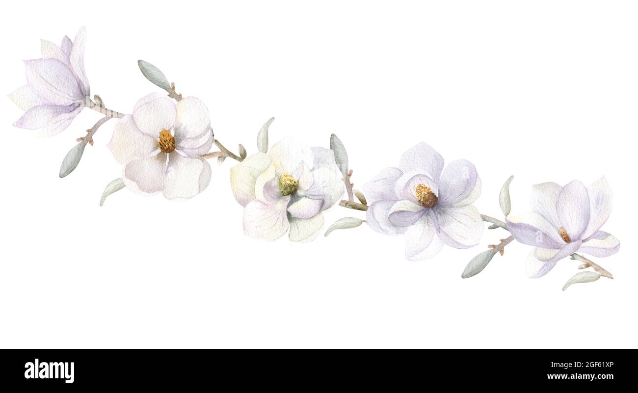 Fiore magnolia bianco. Illustrazione dell'acquerello disegnataun ramo con fiori, foglie e germogli bianchi della magnolia. Illustrazione dell'acquerello disegnata a mano Foto Stock