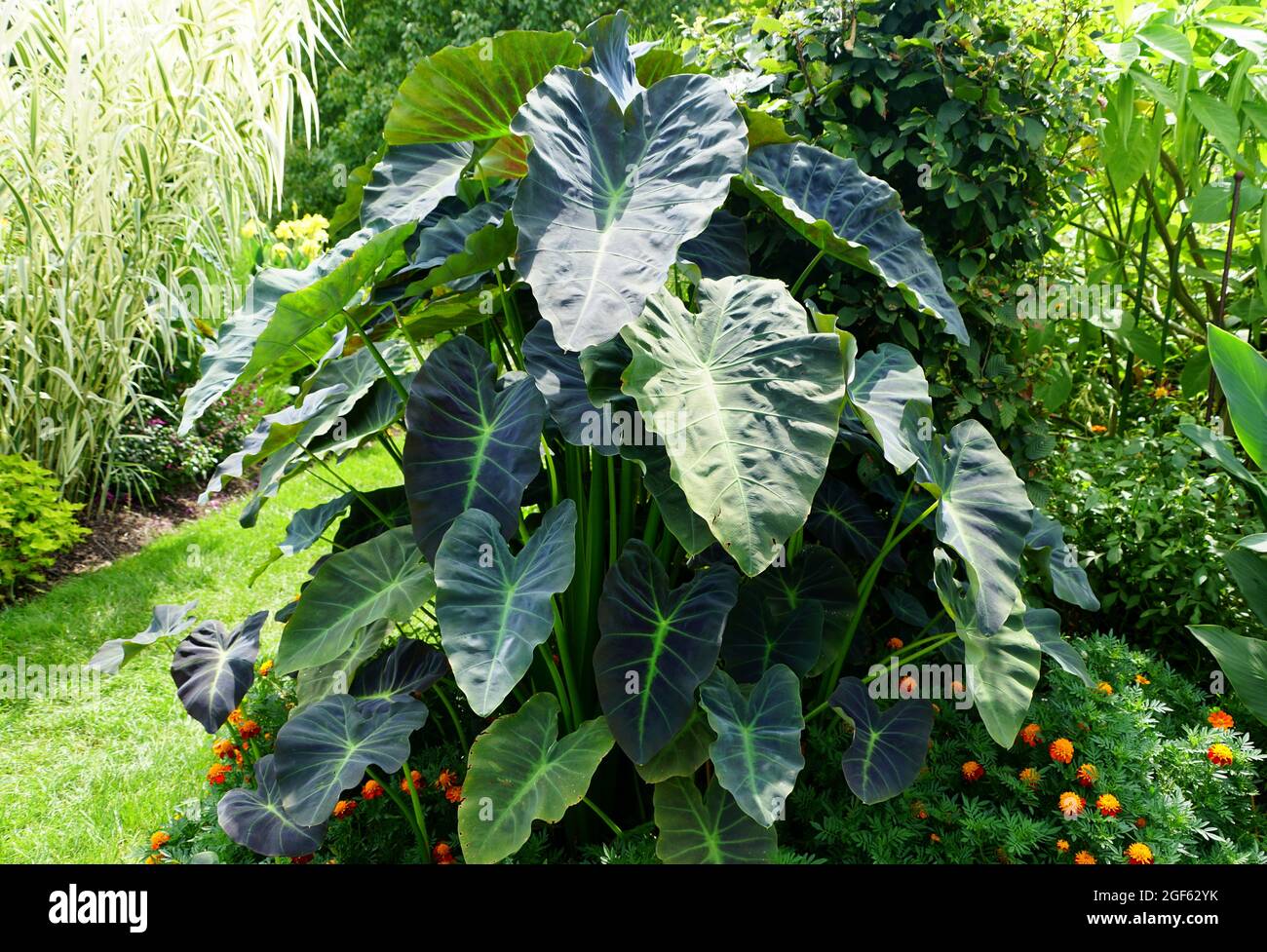 Il colore verde scuro delle piante 'Coal Miner' dell'orecchio dell'elefante Foto Stock