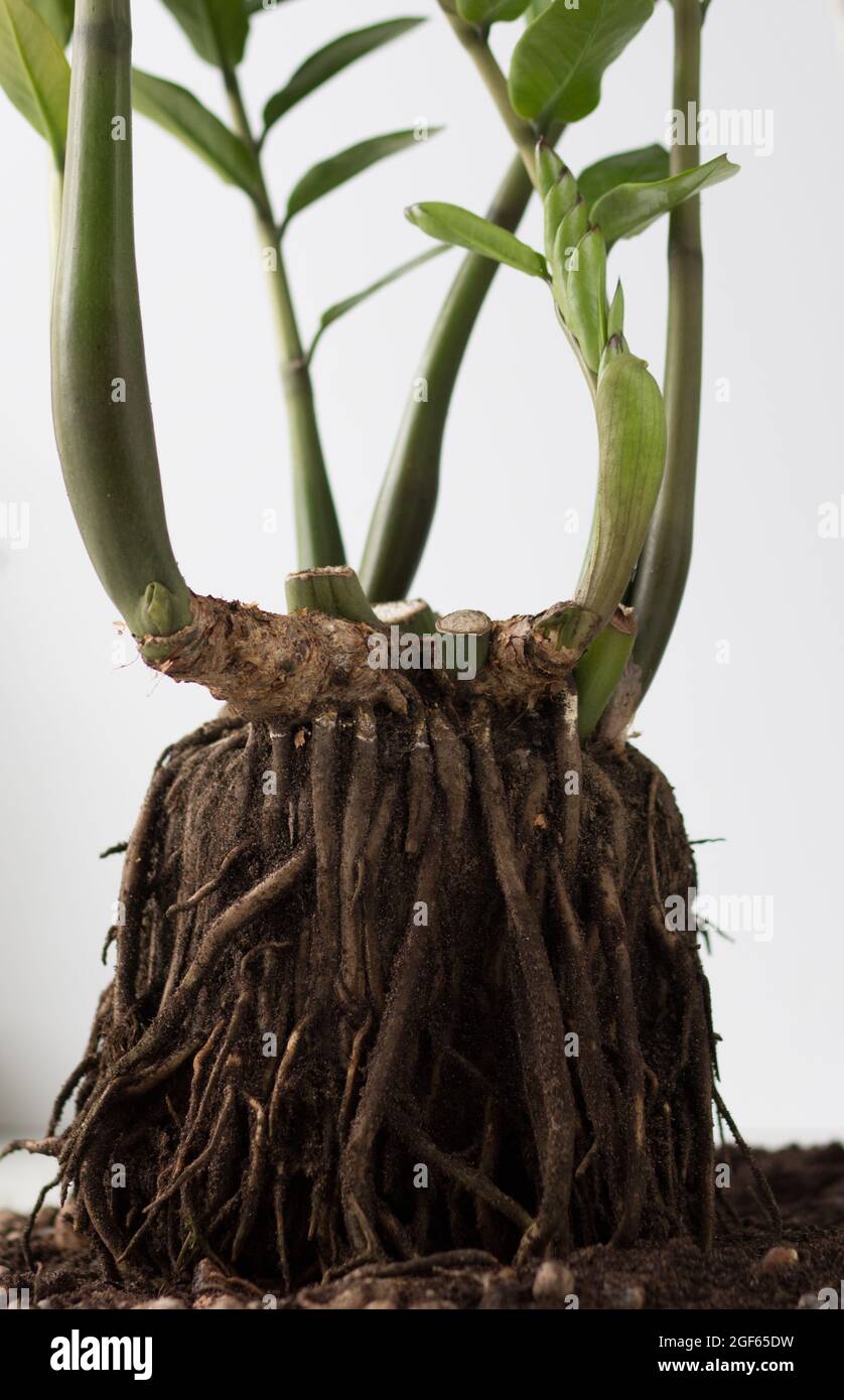 Zamioculcas radice senza suolo prima di repiting su sfondo bianco Foto Stock