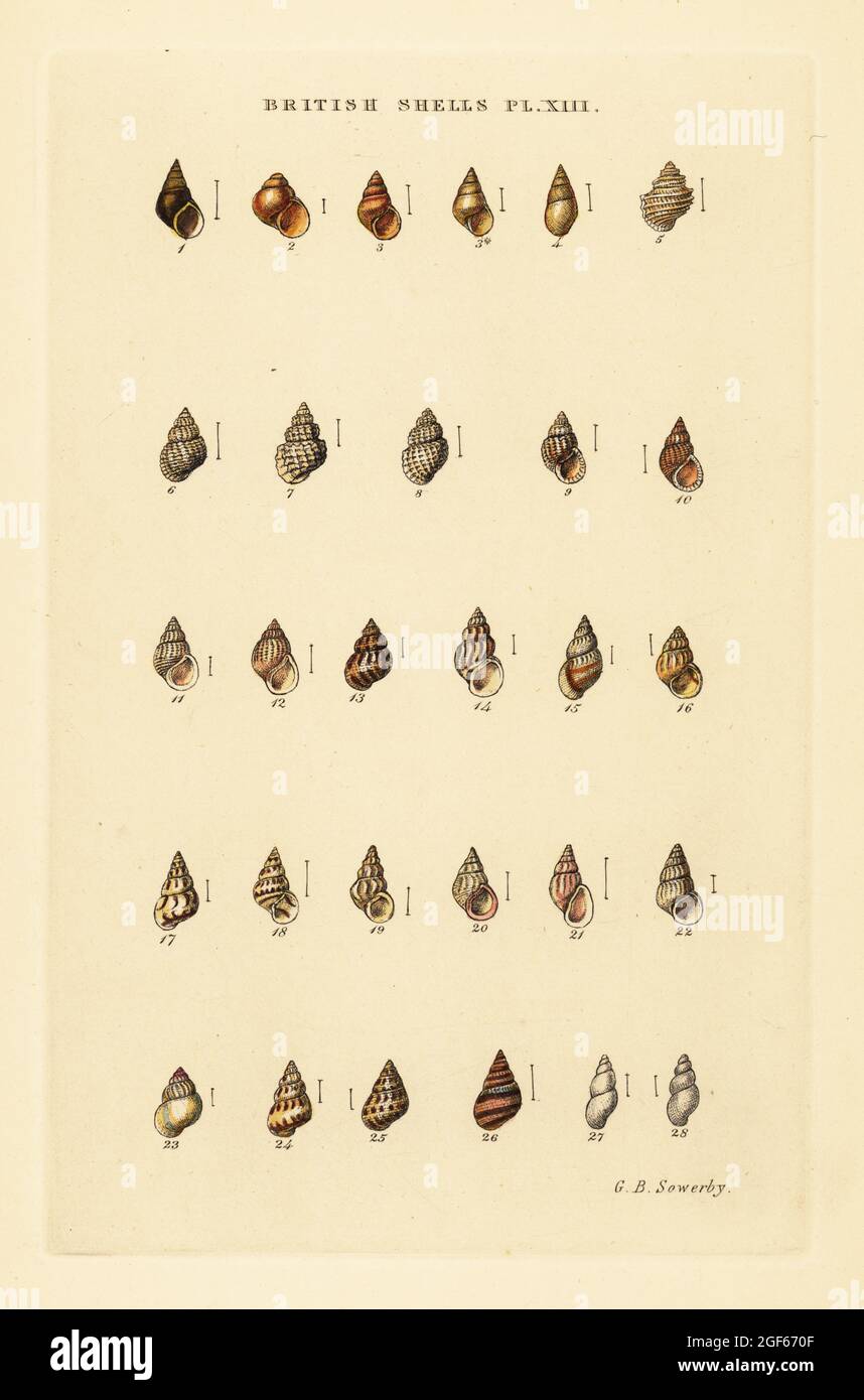 Minutissime varietà di conchiglie marine, Rissoa, Cingula, Assitina, ecc. incisione in copperplate a mano di George Brettingham Sowerby dal suo stesso Indice illustrato di conchiglie britanniche, Sowerby e Simpkin, Marshall & Co., Londra, 1859. George Brettingham Sowerby II (1812-1884), naturalista britannico, illustratore e conchologo. Foto Stock