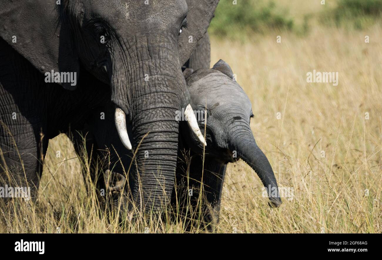 Un piccolo elefante con la sua madre nel Parco Nazionale di Massai Mara, Kenya, Africa Foto Stock