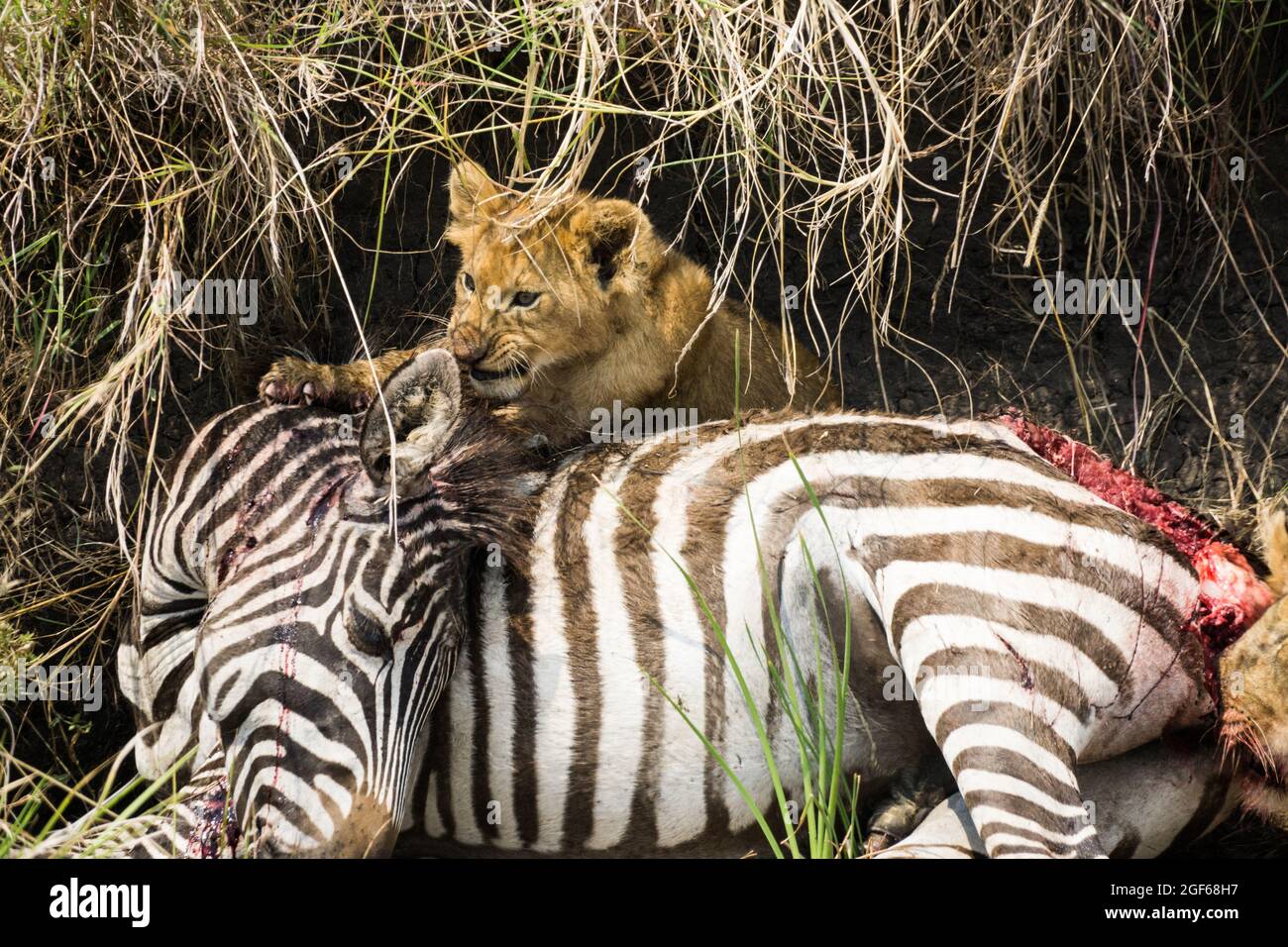 Un cucciolo di leone si nutre di una zebra appena uccisa nel Parco Nazionale di Massai Mara, Kenya, Africa Foto Stock