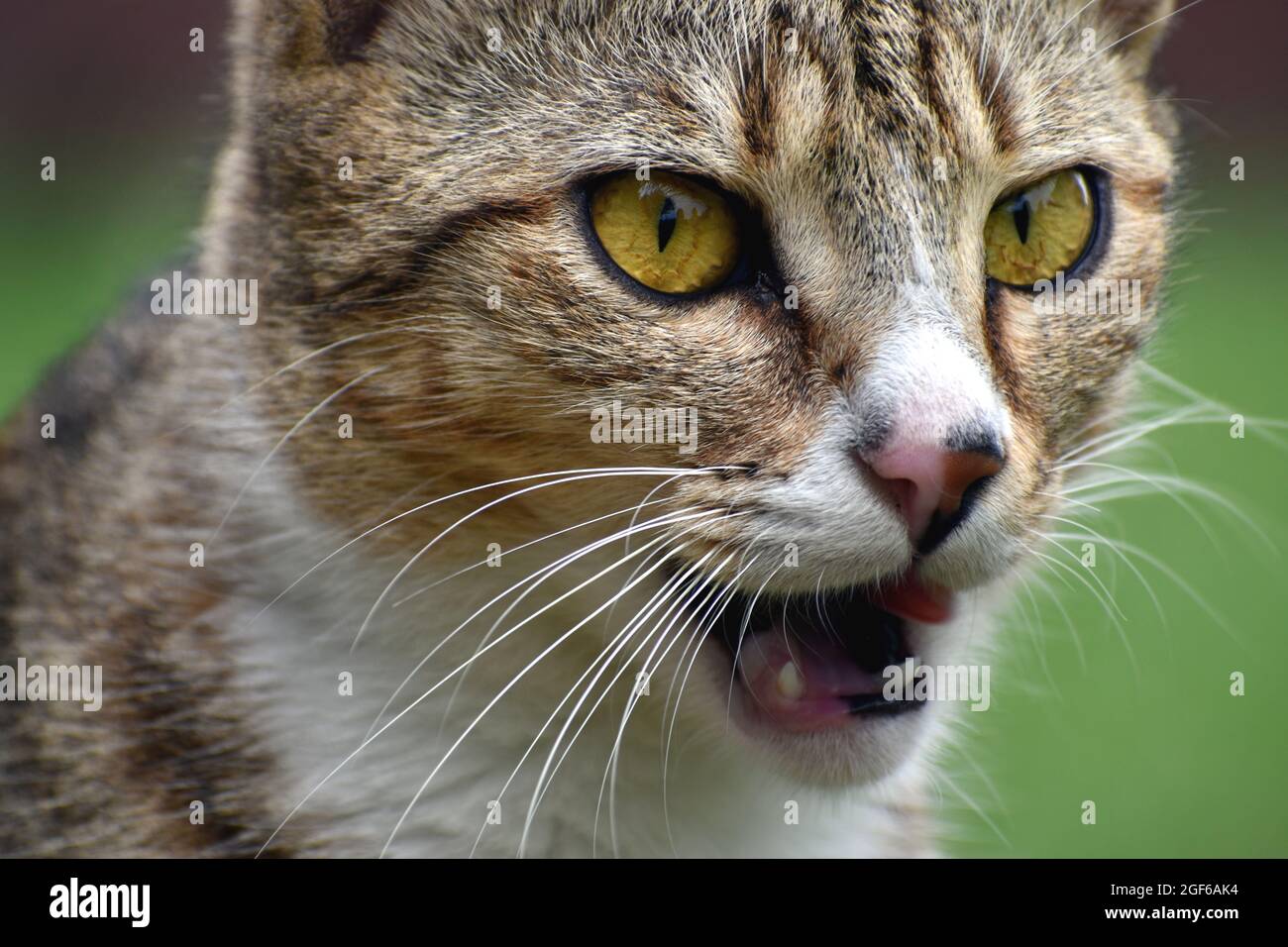 Primo piano di un gatto con bellissimi occhi gialli, pelliccia di tabby, baffi e denti affilati Foto Stock
