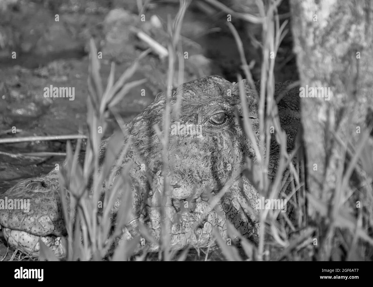 Un coccodrillo del Nilo che si sdraia su una riva del fiume nel sud Africa Foto Stock
