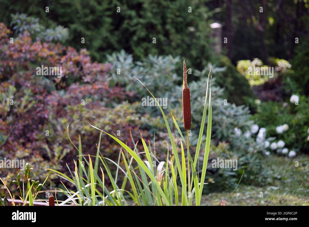 Cattail è una pianta di palude, acquatica o palude. Foto di alta qualità Foto Stock