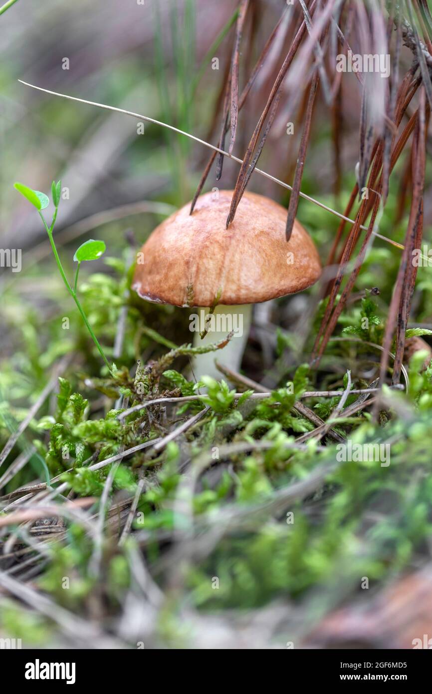 Fungo oliatore che cresce in muschio nella foresta. Bella stagione autunnale. Funghi porcini commestibili. Foto Stock