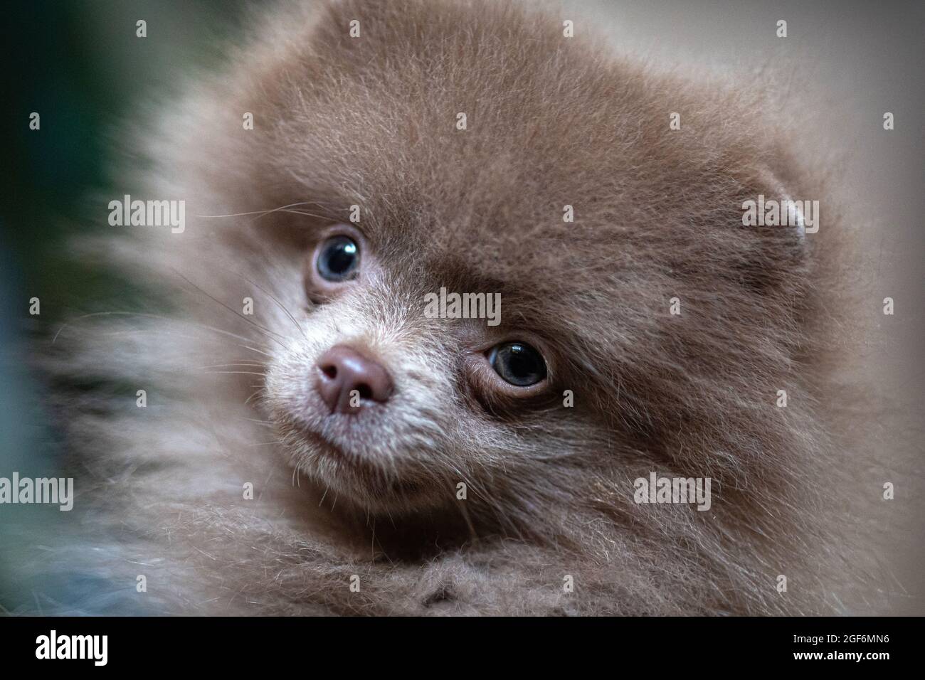 2021-08-23. Cane Pomeranian una Pretty Baby. Foto Stock