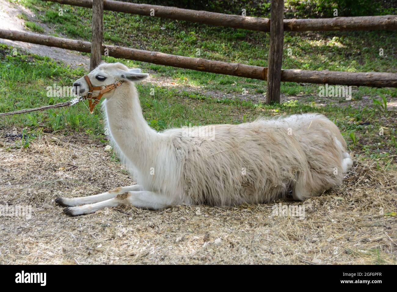 Lama lama lama lama lama glama sdraiata nel paddock Foto Stock