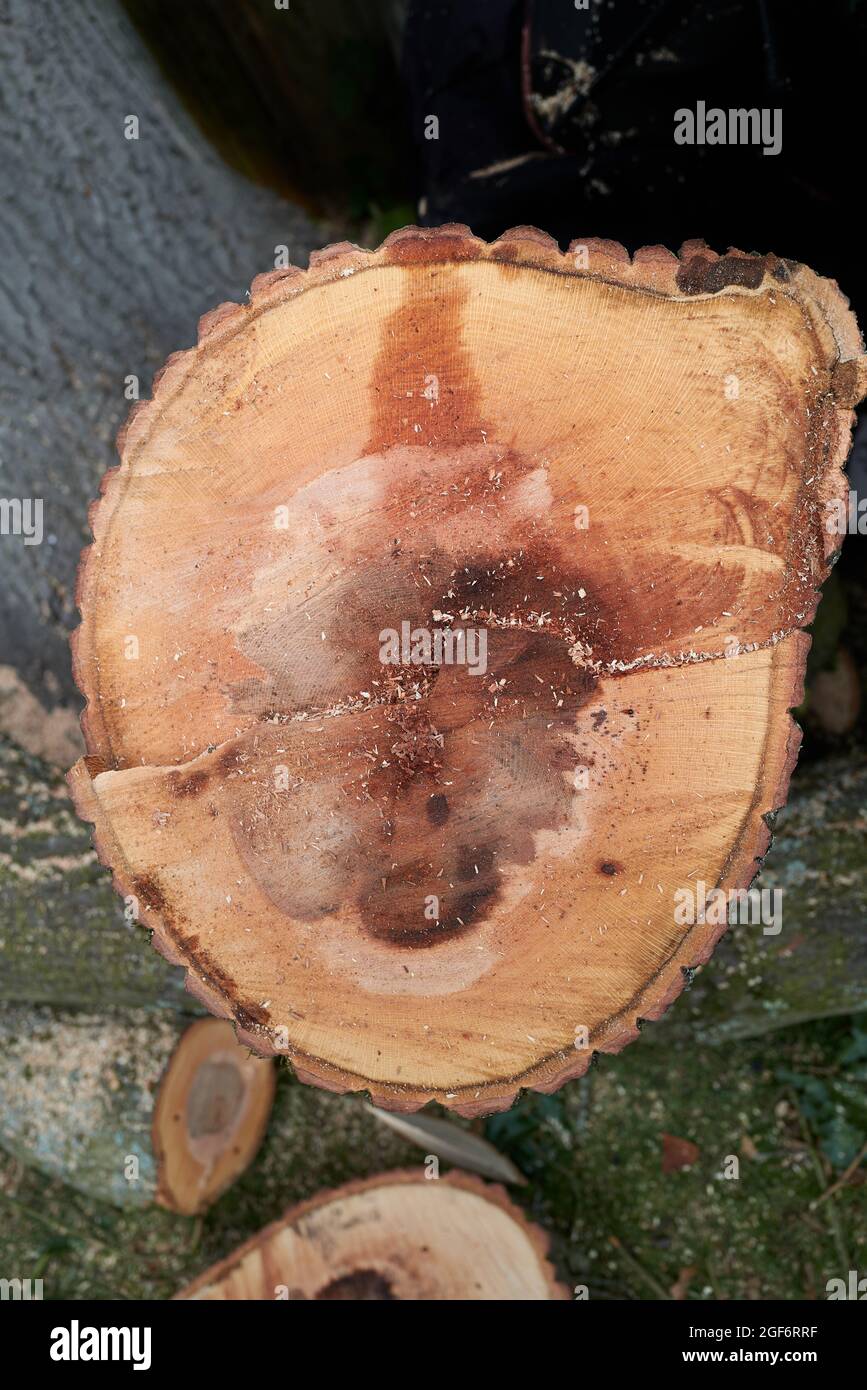 Sezione trasversale di un grande ramo segato da un albero di quercia morente. Foto Stock