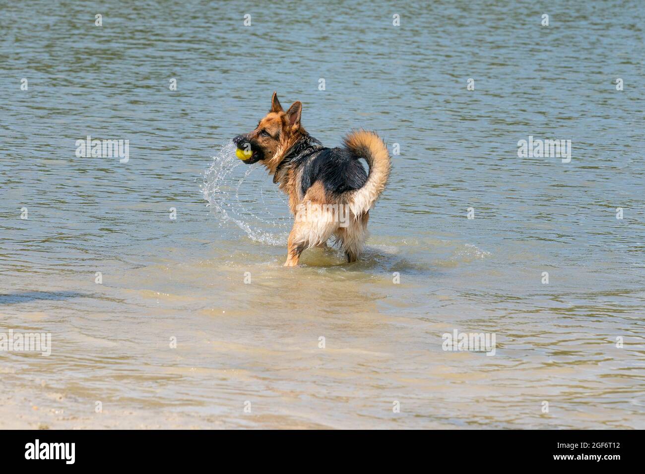 Giovane pastore tedesco felice, salta in acqua con grande spruzzi. Il cane spruzza e salta felicemente nel lago Foto Stock