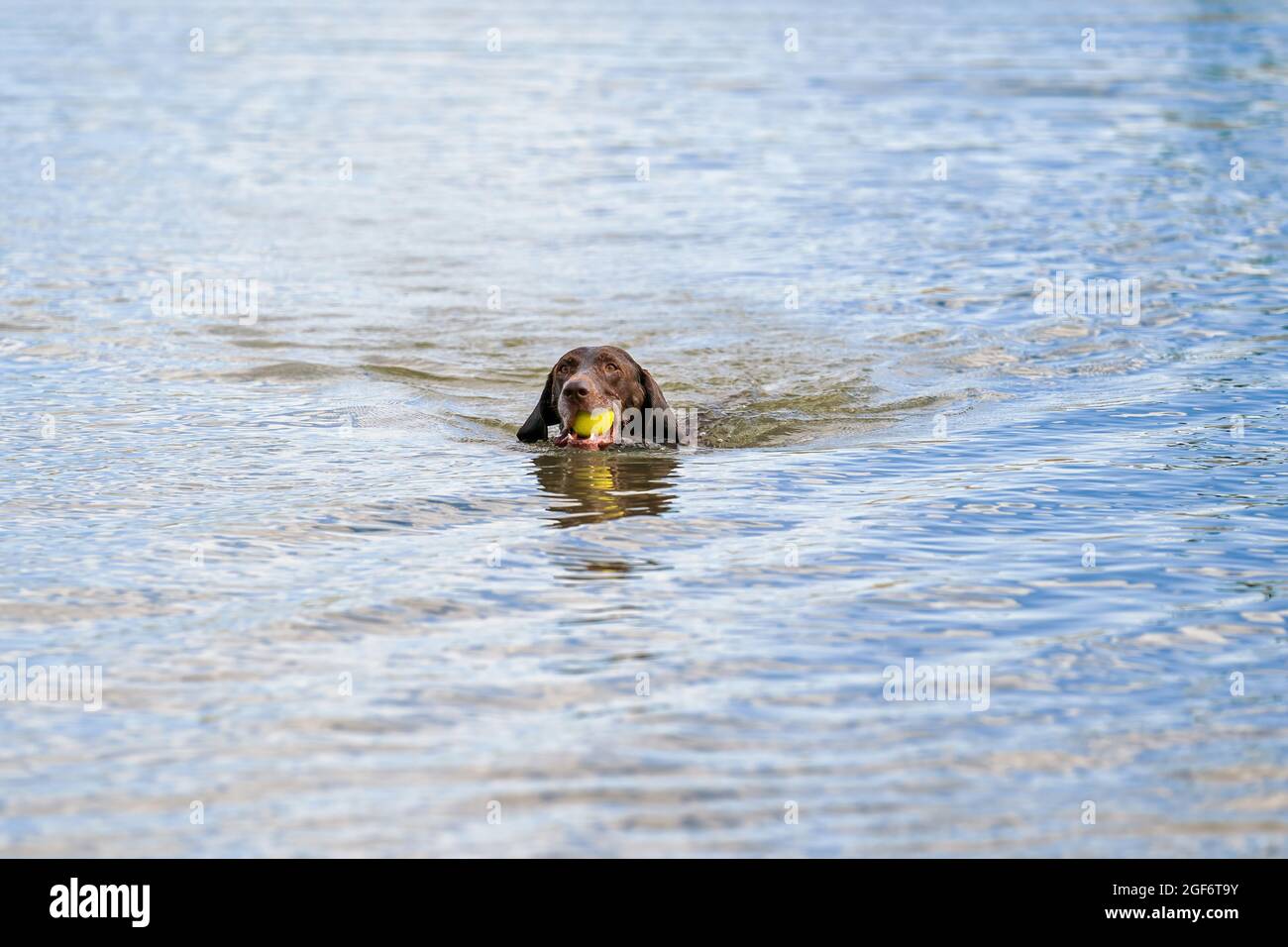 Puntatore tedesco dettagliato a forma di shorthair. Il cane nuota nel lago blu con una palla da tennis gialla in bocca. Durante una giornata estiva Foto Stock