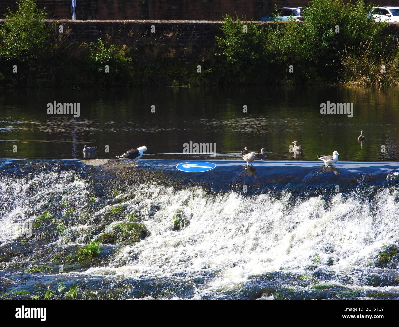 TRAFFICO UNIDIREZIONALE? , Scozia nell'agosto 2021 - i gabbiani appaiono confusi da una freccia di direzione del traffico che si è fatta saltare via e si è attaccata ad uno stramazzo. Una scena di Whitesands che mostra il caul (o cauld) sul Nith sotto il Ponte di Devorgilla è stato storicamente costruito con picchetti di legno, ma è stato ricostruito molte volte nel corso degli anni con legname e macerie. Questa scena mostra lo stramazzo dove una strada Foto Stock
